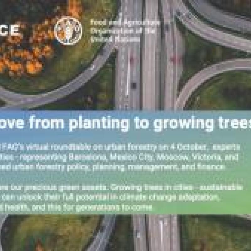 Urban trees
