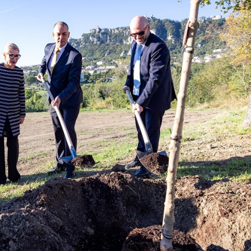 Tree planting 